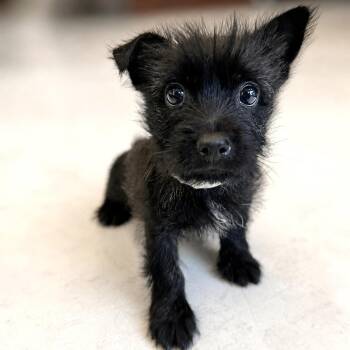 Genevieve -  Cairn Terrier Dog for Adoption in Latrobe, Pennsylvania - Genevieve | PetCurious