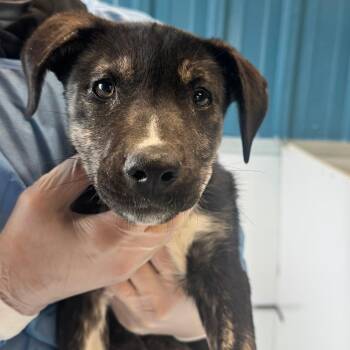 Retriever and Australian Cattle Dog Blue Heeler Dogs Available for Adoption in Taos, New Mexico - Polly | PetCurious