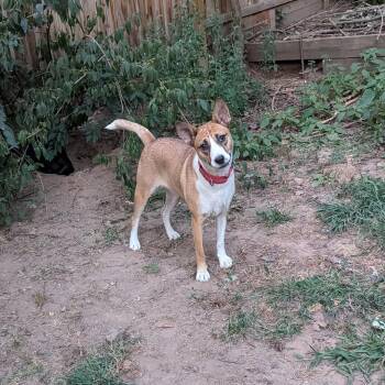 Rescue Cattle Dog Dogs for Adoption in Paramus, New Jersey - Silar | PetCurious
