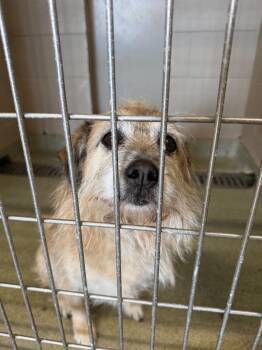 Mixed Breed Dogs Available for Adoption - Snickers | PetCurious