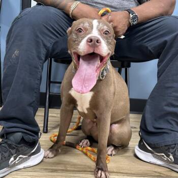 Hershey -  Pit Bull Terrier Dog for Adoption in Newark, New Jersey - Hershey | PetCurious