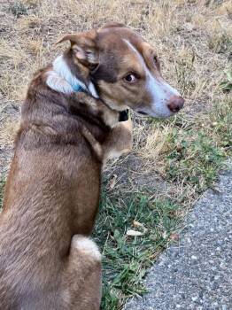 Hazel -  Australian Cattle Dog Blue Heeler Dog for Adoption in Silverdale, Washington - Hazel | PetCurious