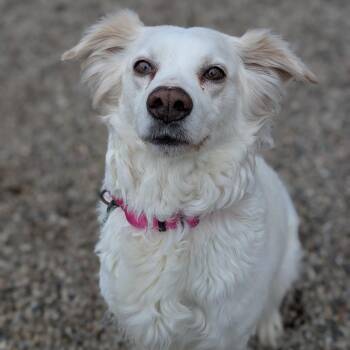 Mixed Breed Dogs Available for Adoption - Rose | PetCurious