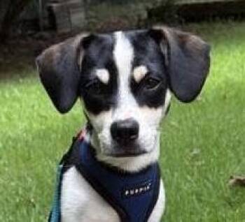 Lumi -  Beagle Dog for Adoption in Cumming, Georgia - Lumi | PetCurious