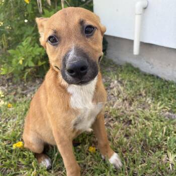 Maddie -  Black Mouth Cur Dog for Adoption in Harlingen, Texas - Maddie | PetCurious