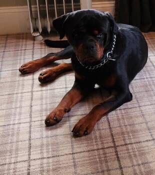 GOLIATH-Courtesy post -  Rottweiler Dog for Adoption in Deering, New Hampshire - GOLIATH-Courtesy Post | PetCurious
