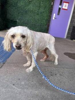 Ginger -  Miniature Poodle and Mixed Breed Dog for Adoption in El Paso, Texas - Ginger | PetCurious