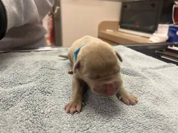 Pit Bull Terrier Dogs Available for Adoption in Martinez, California - A1047029 | PetCurious