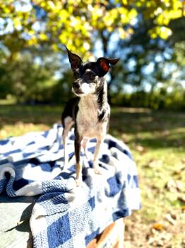 Rescue Rat Terrier and Chihuahua Dogs for Adoption in Fairhope, Alabama - Rosita | PetCurious