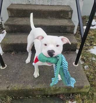 Pit Bull Terrier Dogs Available for Adoption - Draco | PetCurious