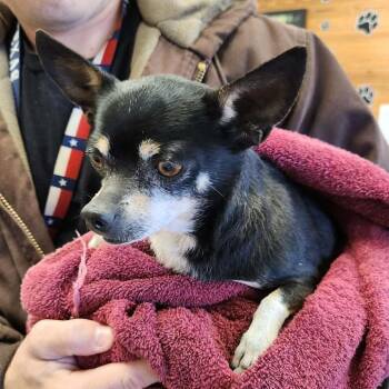 Chihuahua Dogs Available for Adoption - King Julien | PetCurious