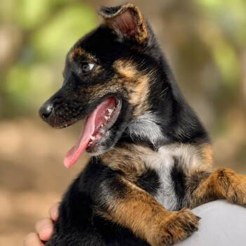 Hazel -  Catahoula Leopard Dog and Shepherd Dog for Adoption in Boerne, Texas - Hazel | PetCurious