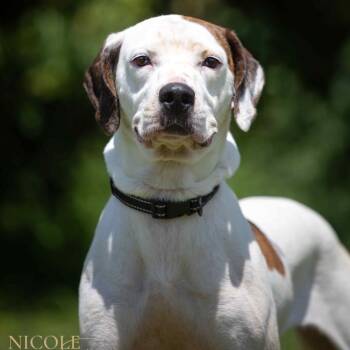 Rescue Mixed Breed Dogs for Adoption in Henderson, Kentucky - Lucy | PetCurious