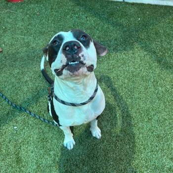 Panda -  American Bulldog and Mixed Breed Dog for Adoption in Greensboro, North Carolina - Panda | PetCurious