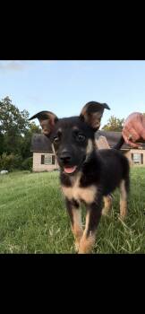 Kipper -  Australian Shepherd and Australian Kelpie Dog for Adoption - Kipper | PetCurious