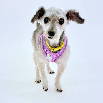 Sabrina 14608 -  Poodle Dog for Adoption in San Francisco, California - Sabrina 14608 | PetCurious