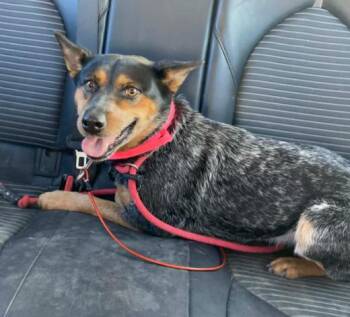 Australian Cattle Dog Blue Heeler Dogs Available for Adoption - Justice | PetCurious