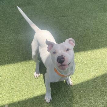Doodie -  Pit Bull Terrier Dog for Adoption in Webster, Texas - Doodie | PetCurious