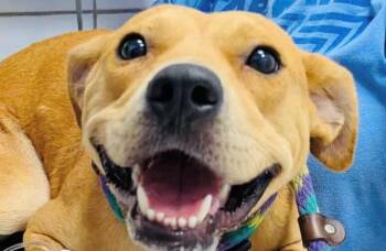 Rescue Labrador Retriever Dogs for Adoption in Lake Forest, California - Solange - Adopt Me! | PetCurious