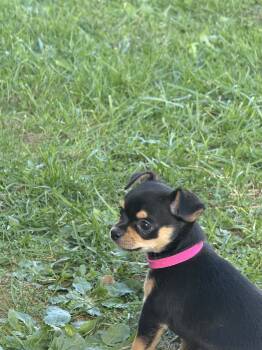 Happy Lady -  Chihuahua Dog for Sale in Volga, West Virginia - Happy Lady | PetCurious