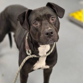 Rescue Mixed Breed Dogs for Adoption in Sarasota, Florida - Bunnie | PetCurious