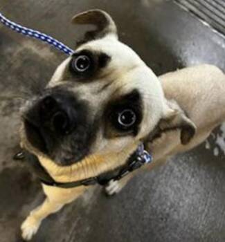 Pug Dogs Available for Adoption - Zoey Catalaya Bleu | PetCurious