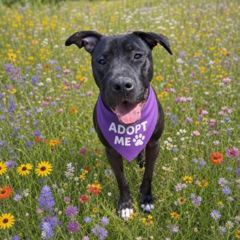 Linus -  Terrier and Labrador Retriever Dog for Adoption in Woodbridge, Connecticut - Linus | PetCurious