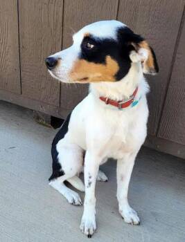 Rescue Terrier Dogs for Adoption in Commerce, Texas - Rooster | PetCurious