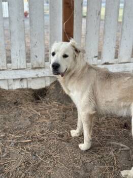Rescue Mixed Breed Dogs for Adoption in Moses Lake, Washington - Annabell | PetCurious
