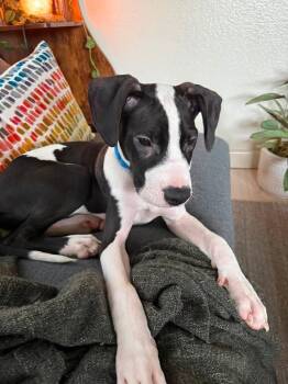 Merlot -  Great Dane and Pit Bull Terrier Dog for Adoption in Colorado Springs, Colorado - Merlot | PetCurious