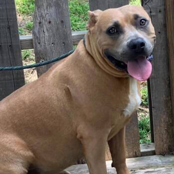 Maid Marian -  Mixed Breed Dog for Adoption in Pulaski, Tennessee - Maid Marian | PetCurious