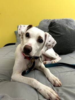 Rescue Hound and Beagle Dogs for Adoption in Aiken, South Carolina - Silva | PetCurious