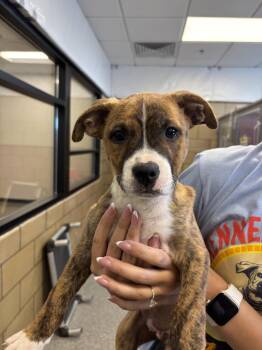 Beagle and Mixed Breed Dogs Available for Adoption in Greenfield, Indiana - Shamrock | PetCurious