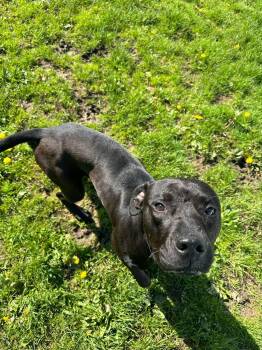 Rescue Black Labrador Retriever Dogs for Adoption in Binghamton, New York - Clover | PetCurious
