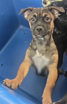 Mixed Breed Dogs Available for Adoption - COCO CHANNEL | PetCurious