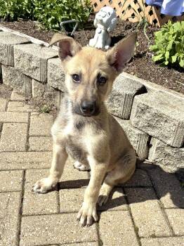 Shepherd Dogs Available for Adoption - Leopold | PetCurious