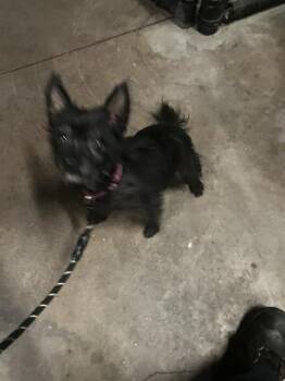LULU -  Mixed Breed Dog for Adoption in Dallas, Texas - LULU | PetCurious