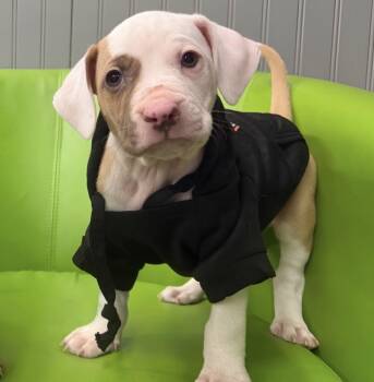 Applesauce -  Pit Bull Terrier Dog for Adoption in Naperville, Illinois - Applesauce | PetCurious