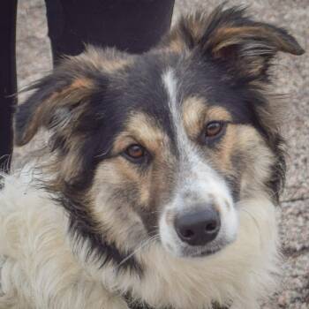Australian Shepherd and Collie Dogs Available for Adoption in Huntley, Illinois - Lady Blue | PetCurious