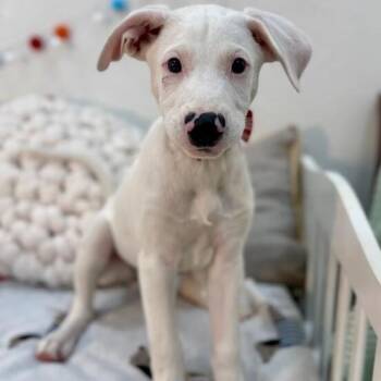 Flint Grove Penelope -  Labrador Retriever and German Shepherd Dog Dog for Adoption in Friendswood, Texas - Flint Grove Penelope | PetCurious