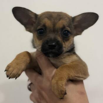 Chihuahua Dogs Available for Adoption in Park Row, Texas - Tequila | PetCurious