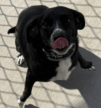 Peaches -  Terrier Dog Available for Adoption in Mauston, Wisconsin - Peaches | PetCurious