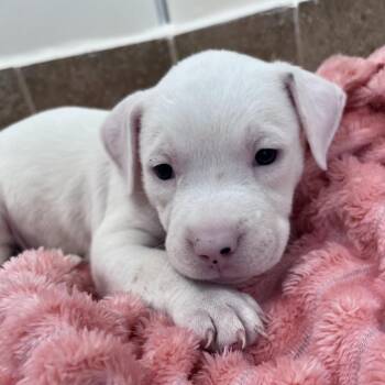 Good Luck Bear -  Boxer and Mixed Breed Dog for Adoption in Kanab, Utah - Good Luck Bear | PetCurious