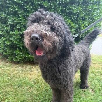 Onyx -  Mixed Breed Dog for Adoption in Winston-salem, North Carolina - Onyx | PetCurious