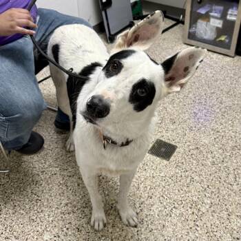 Dog 09/24/2026 -  Shepherd and Mixed Breed Dog for Adoption in Bullhead City, Arizona - Dog 09/24/2026 | PetCurious