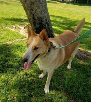 Rescue Husky and Labrador Retriever Dogs for Adoption in Elfin Forest, California - Jake | PetCurious