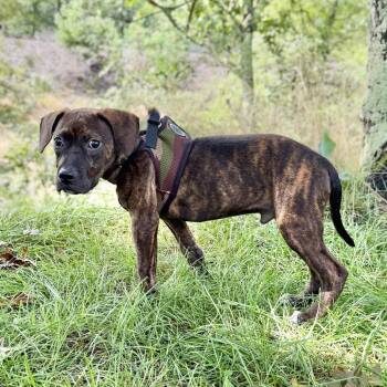 Buzz -  English Bulldog and Mixed Breed Dog for Adoption in East Hampton, New York - Buzz | PetCurious