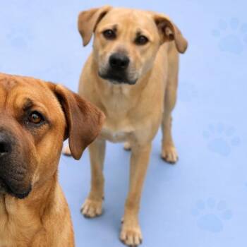 Mixed Breed Dogs Available for Adoption in Memphis, Tennessee - Shawty | PetCurious