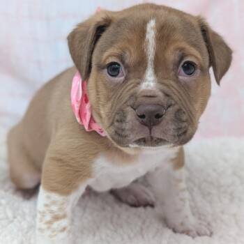 Pit Bull Terrier and Boxer Dogs Available for Adoption - Casanova | PetCurious