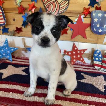 Hero -  Boston Terrier and Jack Russell Terrier Dog for Adoption in Vacaville, California - Hero | PetCurious